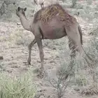 قعدان وبكار للبيع