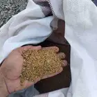 للبيع بذر برسيم صبخاوي