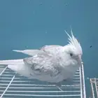 للبيع جوز كروان البينو