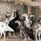 فروخ دجاج باكستاني تم تم البيع