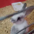 أرنب للتبني