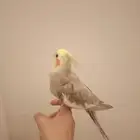 كروان الليف