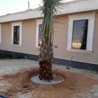 نخل جميع الانواع