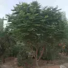 اشجار