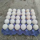 بيض رومي مخصب