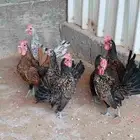سبرايت دجاج ديوك