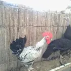 20 ديك بلدي للبيع