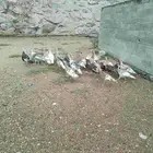 دجاج رومي