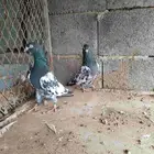حمام باكستاني رام