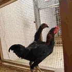 دجاج كوشامو