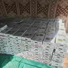 تمر صقعي احمر 400 كرتون وزن 3 كيلو
