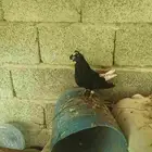 اسامه