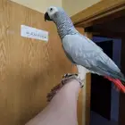 كاسكو متكلم بطلاقه واليف حمامه (( تم البيع ))