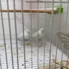زوج روز منتج