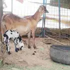 درمانيه معها طلي توها والد