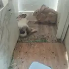 السلام عليكم للبيع أرنب ذكر و وانثه انوع بلدي