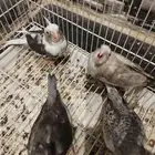 الببغاء والطيور الاليفه