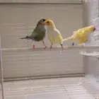 جوز وانث قولدن فينش