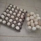 بيض دجاج بلدي