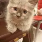 قطط