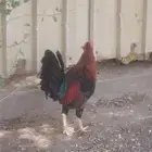 ديك بلدي ما شاء الله تبار الله حجم ولون وكل شي حلو