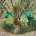 نخل مثمر للبيع العدد 200حبه صغير كبير مثمره منوعات طيبه