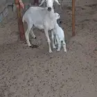 حرية رباعية رغوث