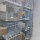 ازواج روز ابيض البينو العدد 8 اجواز