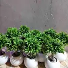 شجر صناعي في جذوع شجر طبيعي تصلح للممرات ومداخل الشقق