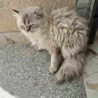 سلام. عليكم. عندي. قط. لتبني. سلايم. من. لمراض. اليف. جدن