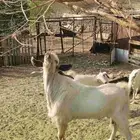 تيس بيشي للبيع