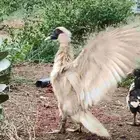 رومي وبط تم البيع