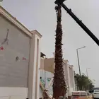 نخل واشنطونيا زينه نخيل مثمر