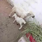 بسم الله ماشاء الله نعجه منتوج سنها رباع تحتها فرير الصحة طي