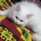 قط انثى الون واضح العمر سنه ونص حركيه لعوبه