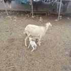 نعجه حريه منتوج ب اثنين