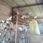 حمام هندي