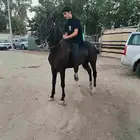 حصان ادهم كحل