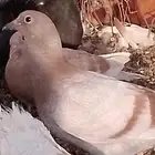 فرخ حمامه للبيع