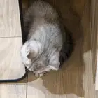 قط سكوتش عمر 3 اشهر