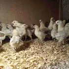 صوص بلدي