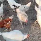 لوهمان براون