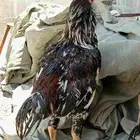 ديك باكستان ودجاج دايخه اللبيع