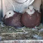 زوج تركي تب