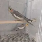جوز كروان منتج