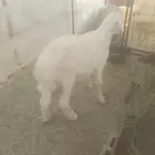 الطائف حي الواصليه