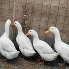 بط بط