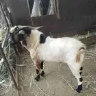 تيوس فحول حاره مشروطه من العيوب الابرص جامع والادرع سدس