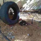 بط بياض بلدي بح مسكوفي
