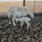 حريه مطفل معها خروف